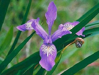 Ecology1$wildflower-gardens$douglas-iris itm$douglas-iris.jpg