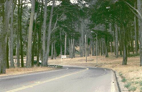 Presidio$presidio-forest-photo.jpg